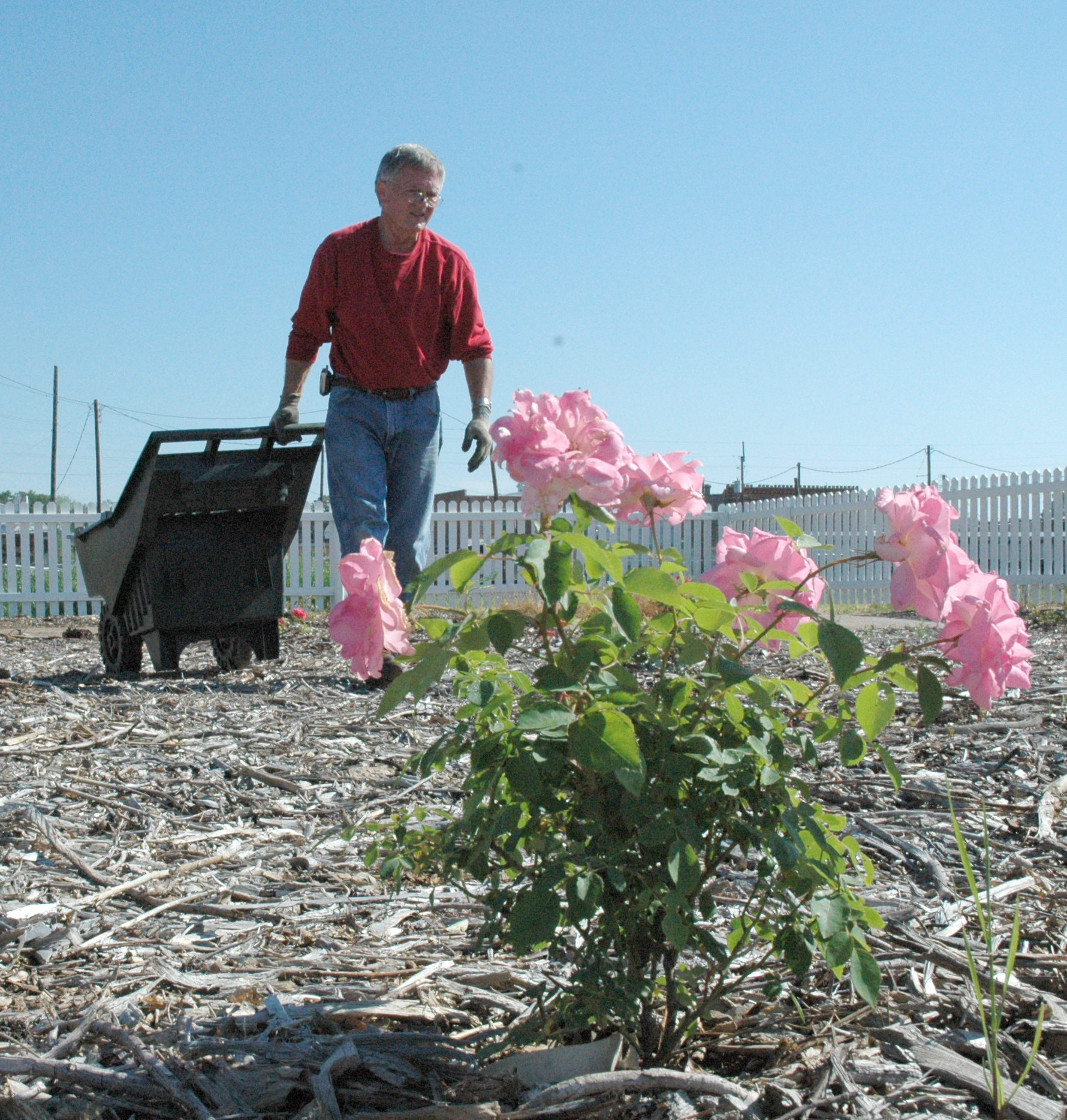 Mineola Garden Tests Earth Kind Roses For East Texas Agrilife Today
