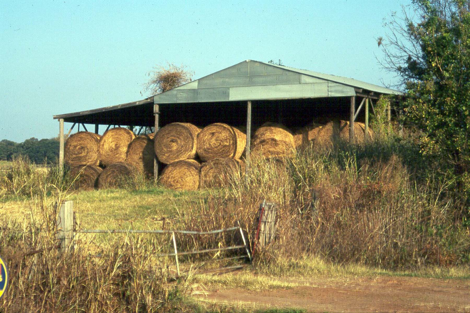 Inside Hay Storage Would Pay For East Texas Producers Agrilife Today