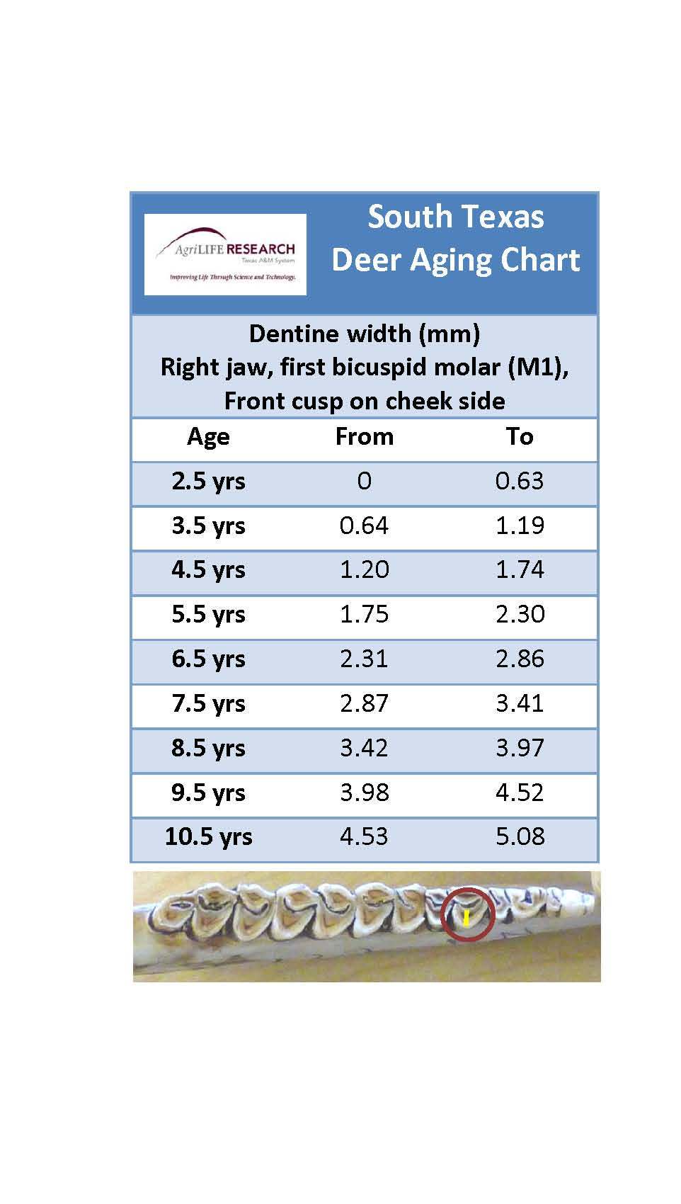 Aging Whitetail Deer Teeth Chart