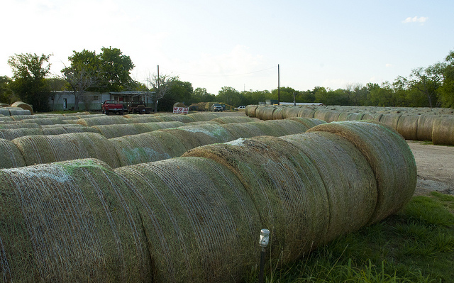 Hay Bales Are An Investment Worth Protecting Agrilife Today