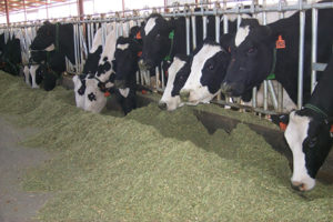 dairy cattle eating feed