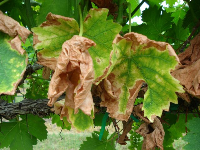 Pierce s Disease Program Efforts Important to Texas Wine Industry