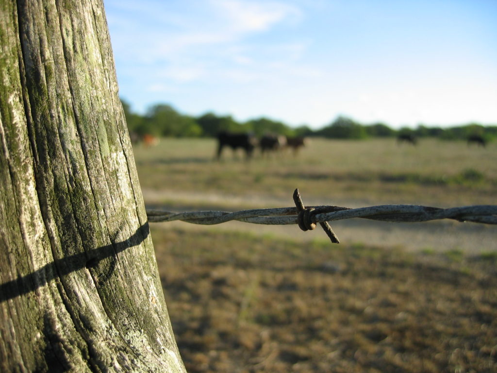 A wood fence post with barb wire is in the foreground. In the background are cattle in a green pastures in soft focus.