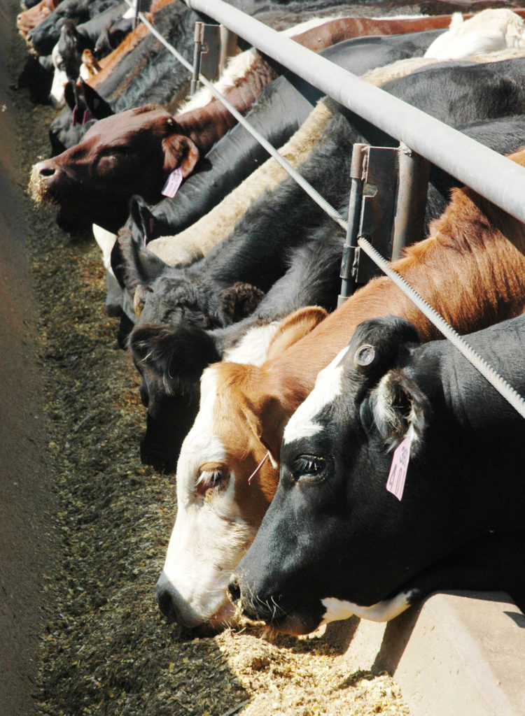 cattle feeding in a feedlot