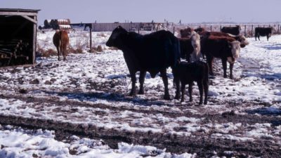 Chilly cows on frozen ground
