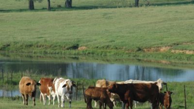 Cattle in an East Texas pasture