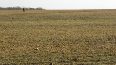 Picture of Rolling Plains winter wheat field