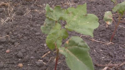 Young cotton plant, drought stressed and wind-beaten