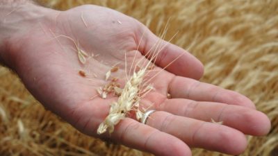 Hand holding wheat ear, grains