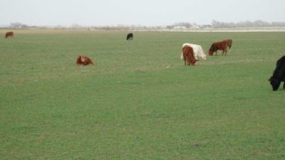 cattle grazing wheat
