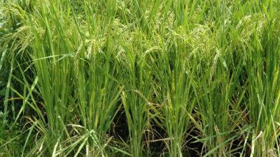 Texas rice in drought 2011