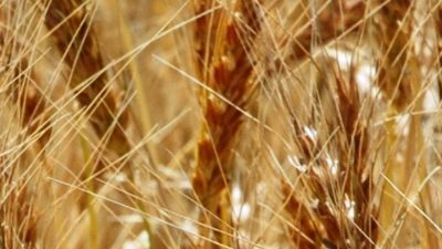 The Wheatheart Wheat Field Day