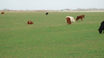 Cattle grazing on winter wheat in the Rolling Plains