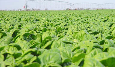 Irrigated Spinach