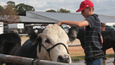 2010 East Texas Star Series participant washes his steer.