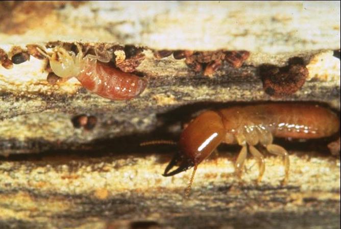 Termites are pests no one wants to find indoors or out. Subterranean termites are pictured which can damage lawns and yards but not structures.