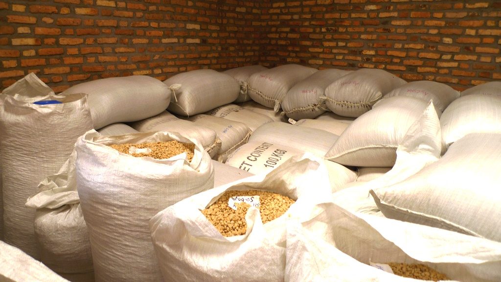 Large 132-pound coffee bags in storage