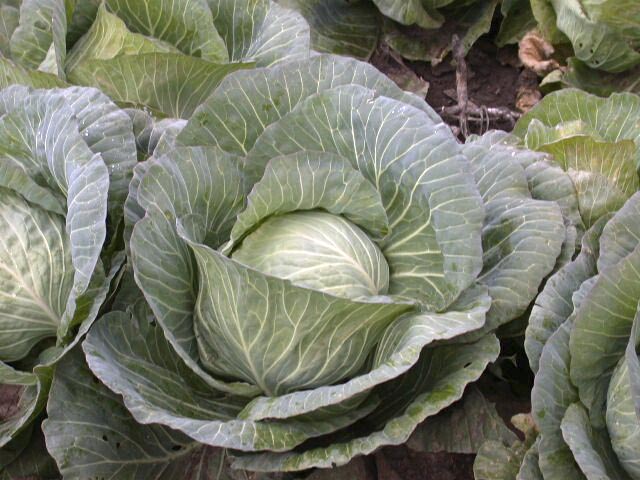 image of large cabbage in patch
