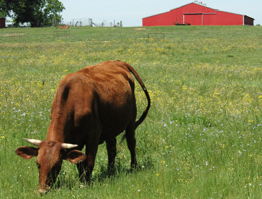a warm environment with a red cow eating in a green pasture with a red barn in the background