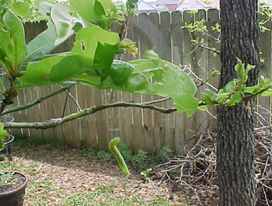 Oak leaf roller dangling from a tree branch