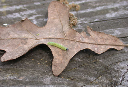 Oak leaf roller crawling across a dried leaf