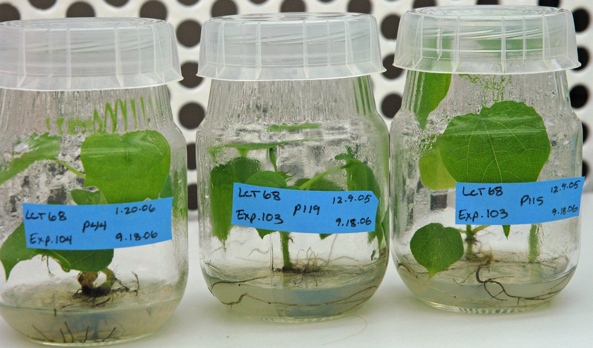 Эксперименты с растениями