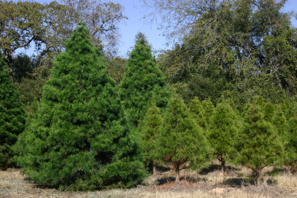 Christmas trees of various sizes