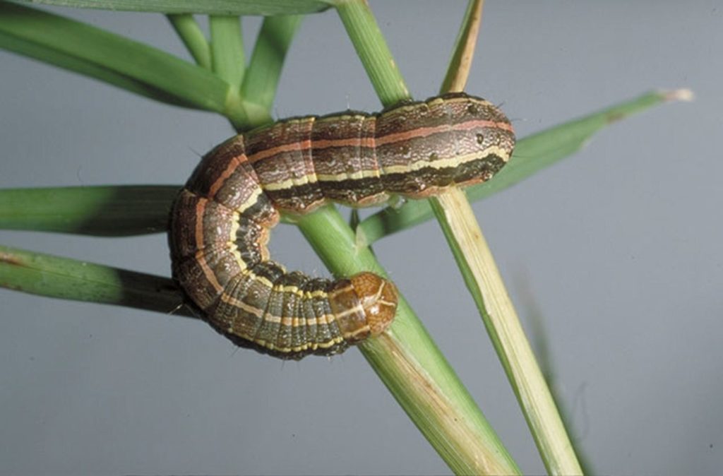 Fall armyworm on forage plant stalk, a hay insect pest