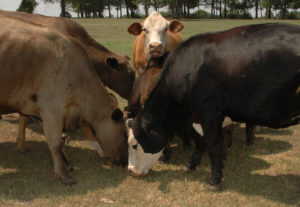 Cattle eating range cubes