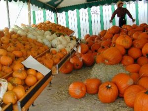pumpkin producers