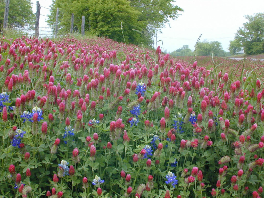 Field of red wildflowers and bluebonnets