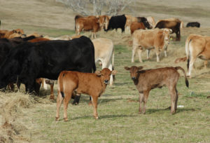 Spring calves and feeding hay