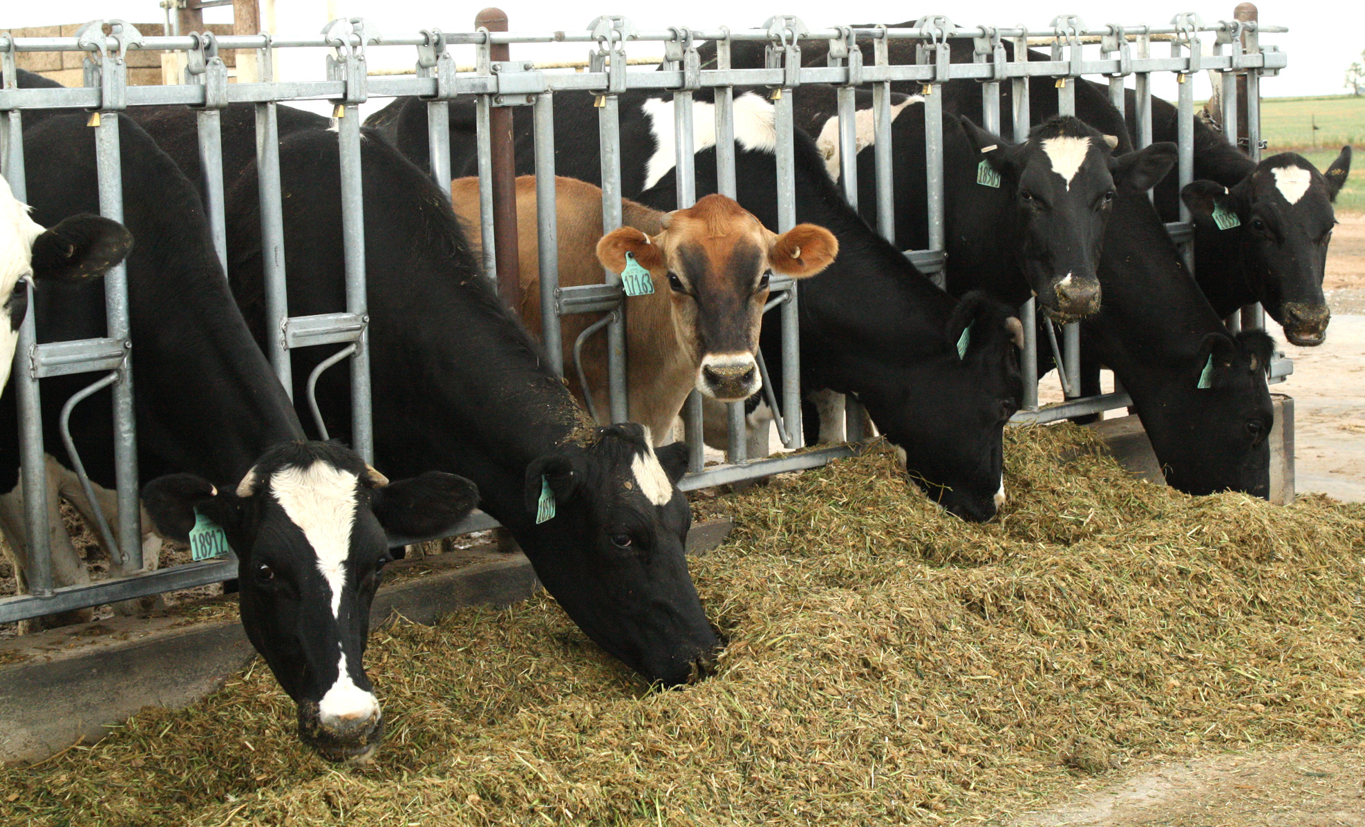 2014 Mid-South Ruminant Nutrition Conference slated for April 23-24 in  Grapevine - AgriLife Today
