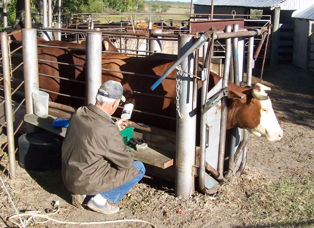Rancher preparing to vaccinate steer 