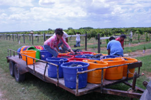 wine grapes vineyard workers