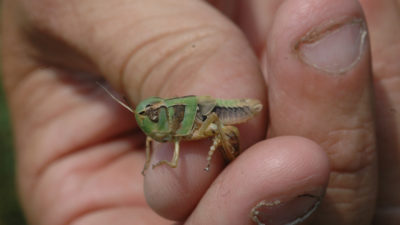 Close-up of green grasshopper