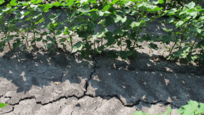 Cracked ground in cotton field