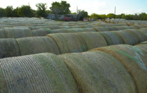 Big round bales of hay marked for sale