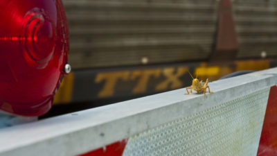 Grasshopper at train crossing