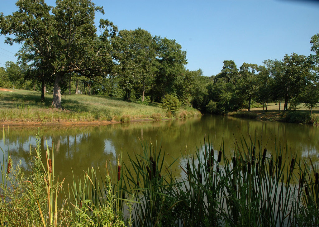 A Texas pond with lush green vegetation on the banks and trees surround the green water. 