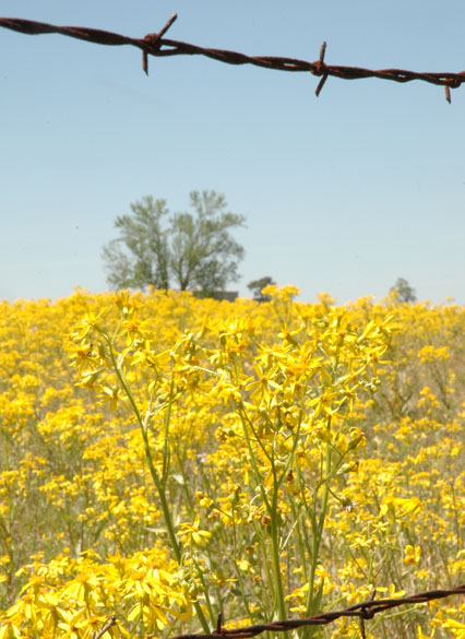 Weeds, weeds, weeds; how does my pasture grow? Producers ...