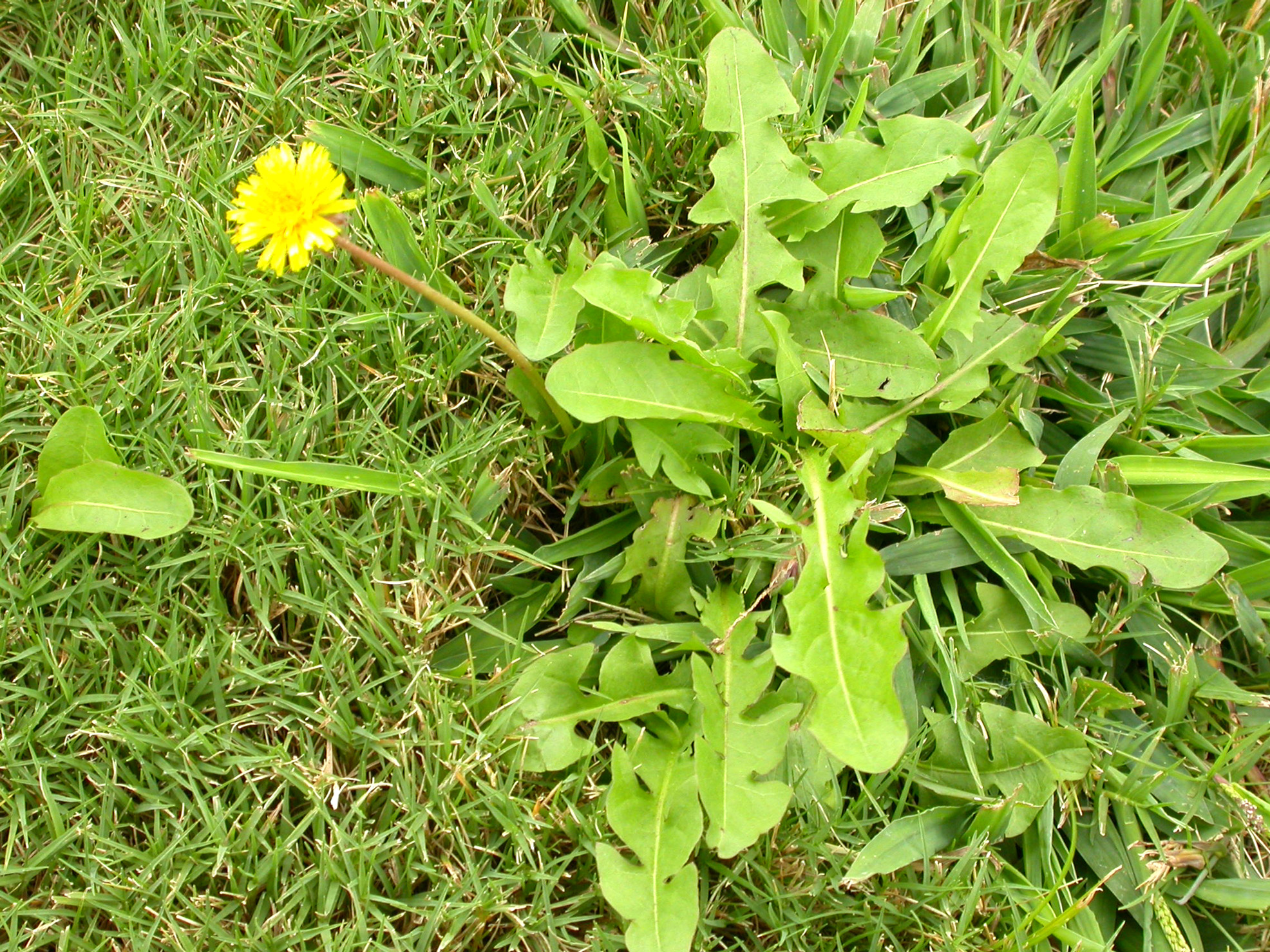 Grass Weeds - Control of Grass Weeds.