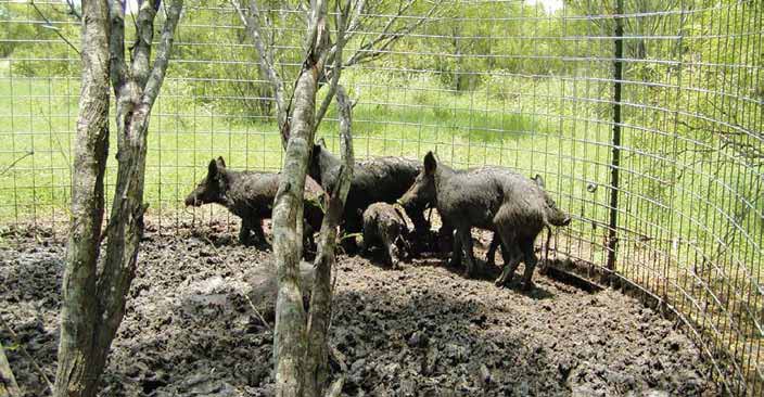 Sounder of feral hogs in trap