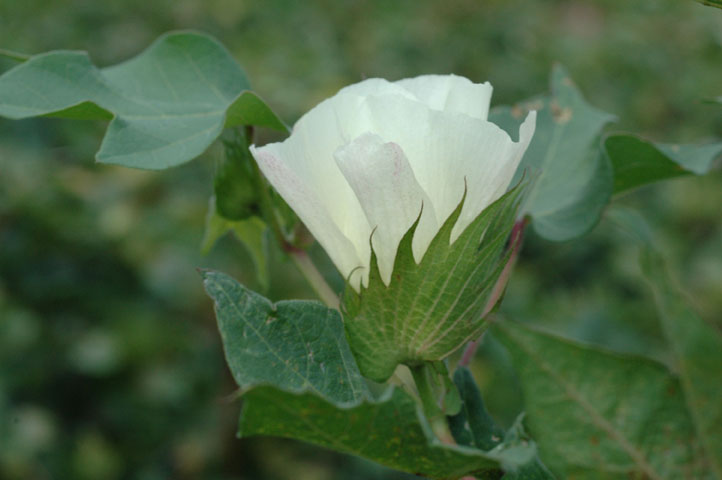 https://agrilifetoday.tamu.edu/wp-content/uploads/2012/10/cotton-bloom.jpg