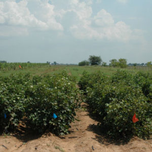 Safe seed Researchers yielding good results on food cotton in