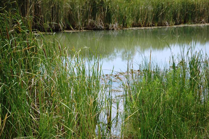 A pond with aquatic vegetation. It is green water with green reedy plants and grasses along the edge as well as in the pond. (Texas AgriLife Research photo by Kay Ledbetter)