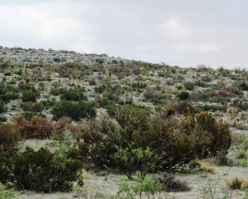 A hillside covered with a wide variety of Texas weeds and brush. The rangeland is also covered with dry grasses.