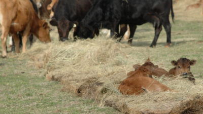 Cattle fed hay
