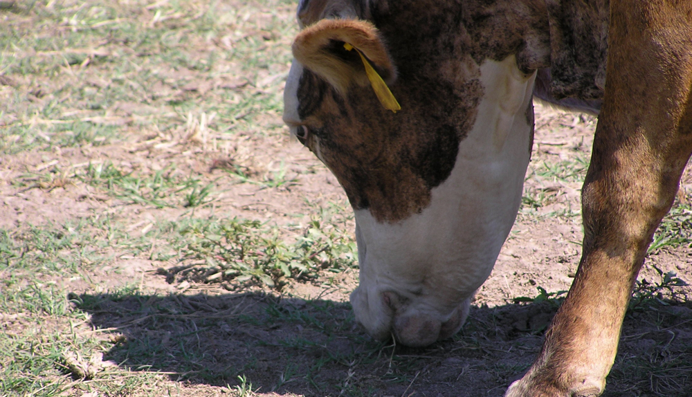 A cow grazes what little forage is left in a pasture