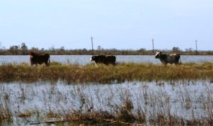 Cattle stranded after hurricane tidal surge